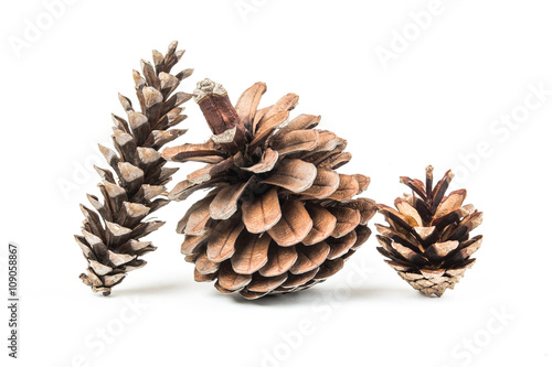 Set of various tree cones isolated on white background.