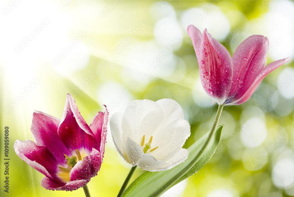 Fototapeta premium different beautiful flowers in park closeup