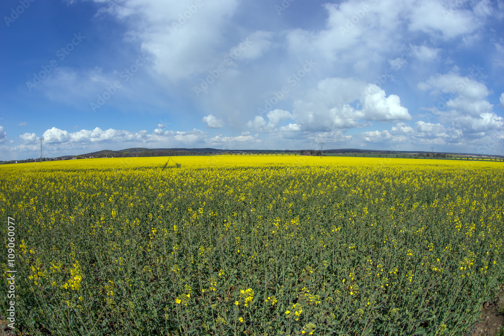 Fototapeta premium Rapsfeld Fisheyeperspektive