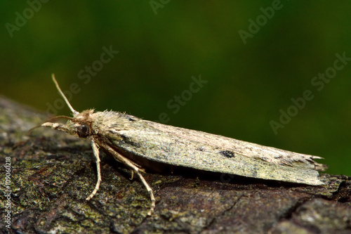 Bee moth (Aphomia sociella). Small Pyralid moth, an insect in the family Pyralidae, in the order Lepidoptera, at rest
