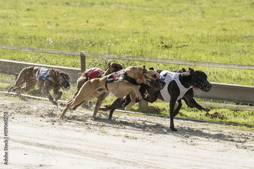 course de lévriers 