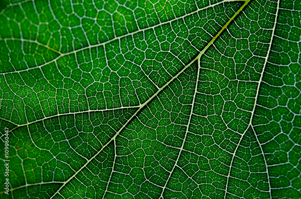 Texture of green leaf and veins Texture of green leaf and veins