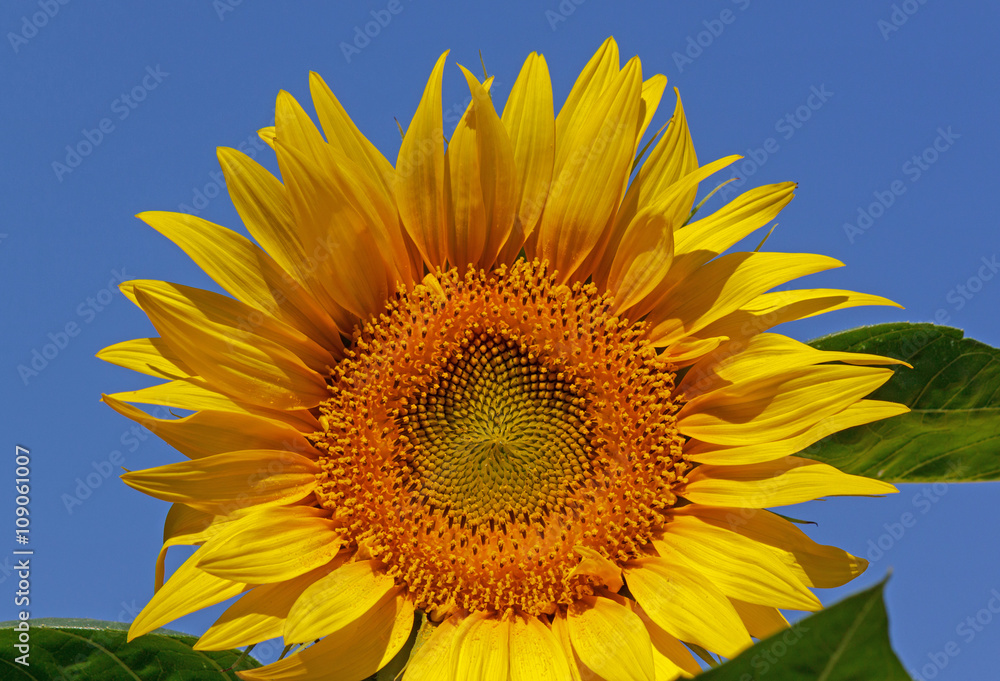 close up of sunflower over blue sky