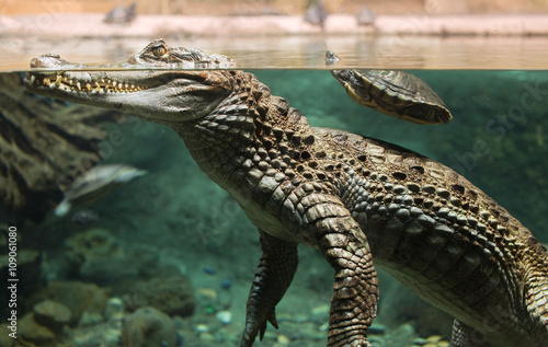 Large alligator head under water and above 