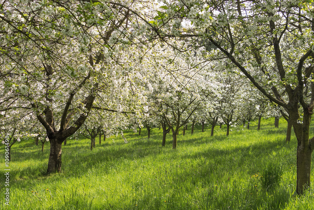 Blooming orchard in the very center of Prague on Petrin Hill in Blooming orchard in the very center of Prague on Petrin Hill in