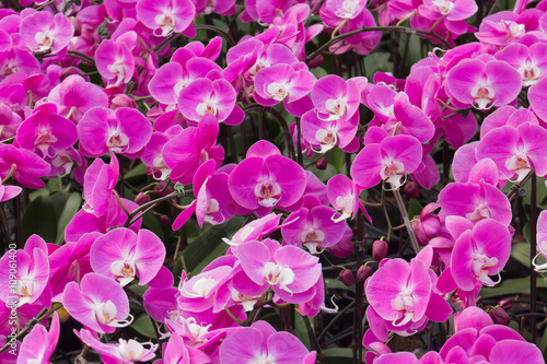 Moth orchid or Phalaenopsis.