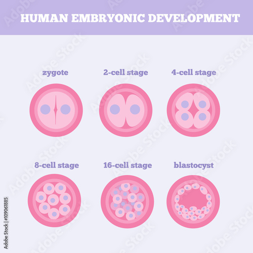 Human embryonic development medical vector illustration. Fertilized egg development design element with zygote. Early human embryo stage