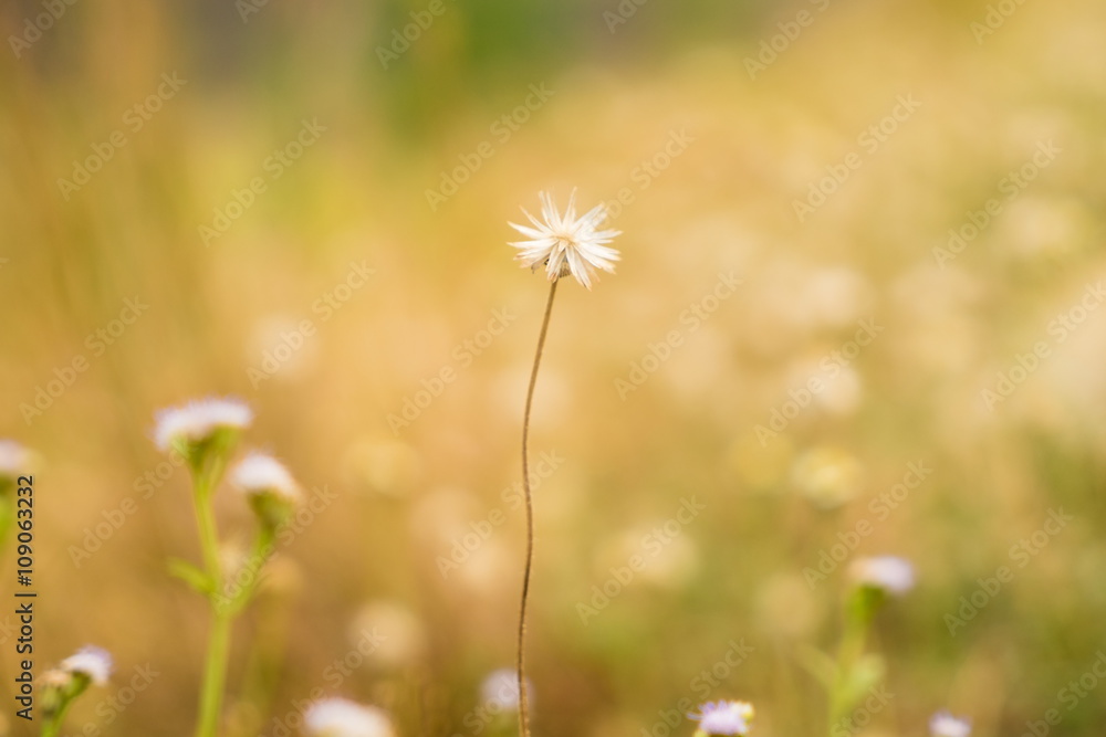 Grass Flower Grass Flower