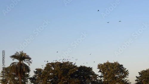 Eagles and crows leaving and flying over the trees