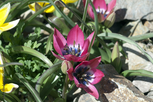 Foto Wildtulpe; Tarda; Botanische, Tulpe; Tulipa