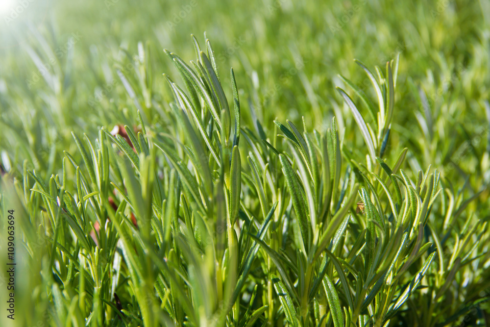 growing rosemary growing rosemary