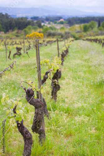vineyard in spring in Portigal