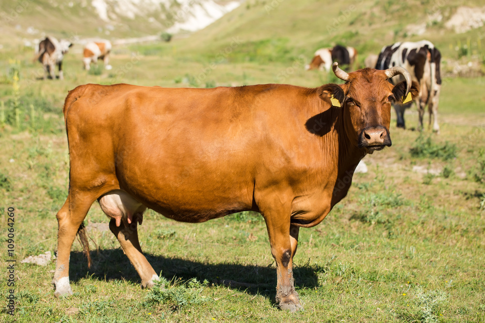 Brown dairy cow on a summer pasture.