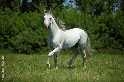Beautiful white purebred horse in farm