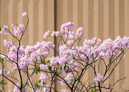 pink trumpet tree (Tabebuia heterophylla) in garden photo