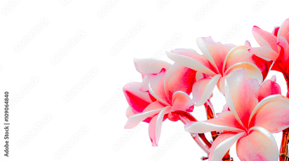 Fototapeta premium Bright pink plumeria flower blooms on tree