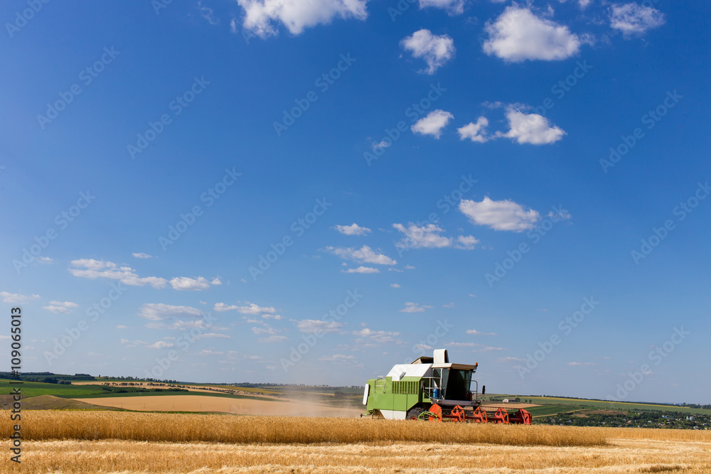 Fototapeta premium Combine harvester working on a wheat field.