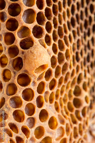 Honey bee queen cup on brood comb