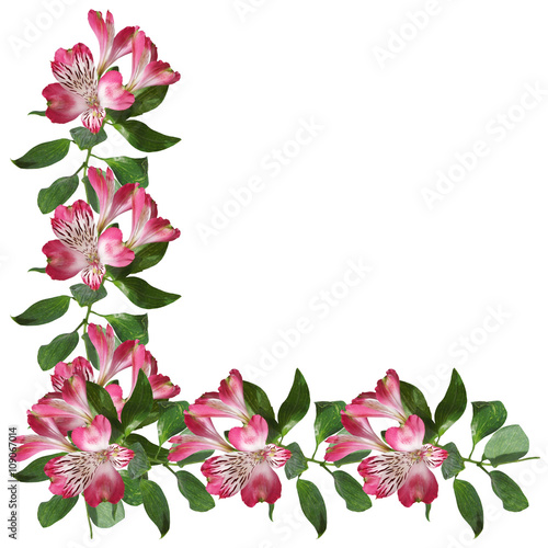 Delicate floral background. Alstroemeria 