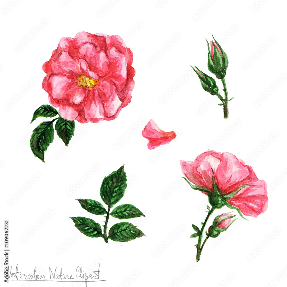 Watercolor Nature Clipart - Flowers