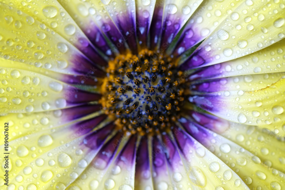 Obraz premium Fresh Spring Flowers Dripping Wet with Freshness