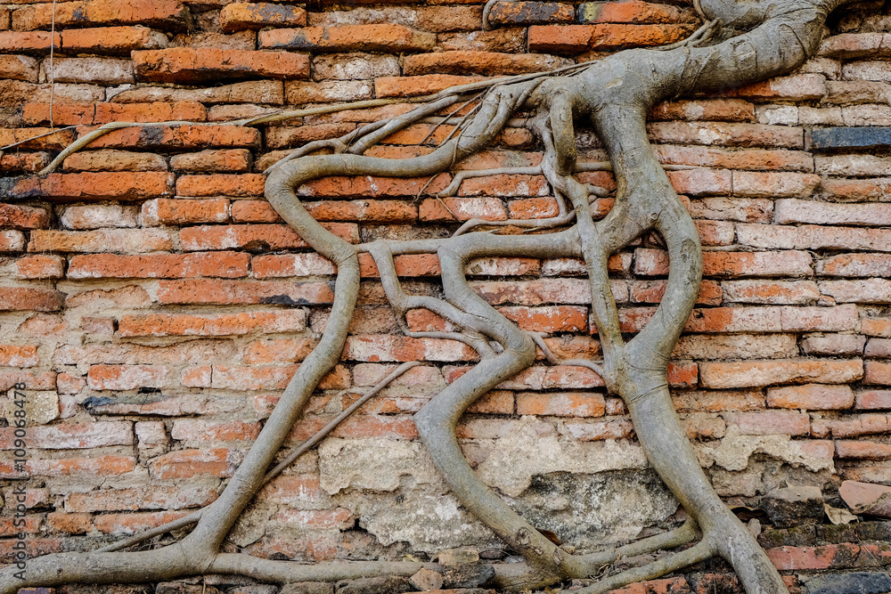 Obraz premium Antiguo,Tree trunks climb on the red brick wall