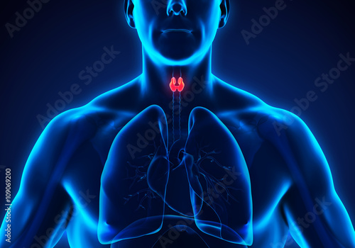 Human Thyroid Gland Anatomy Illustration. 3D render