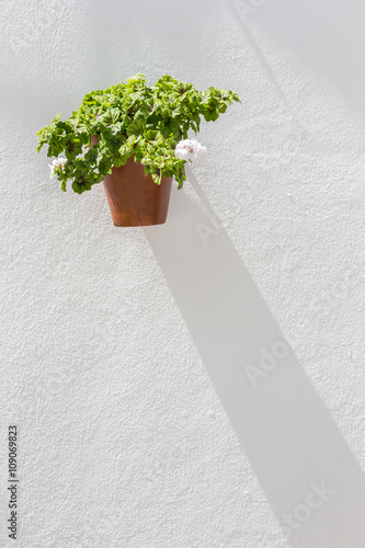 Fototapeta Naklejka Na Ścianę i Meble -  Flower pot hanging from a white wall