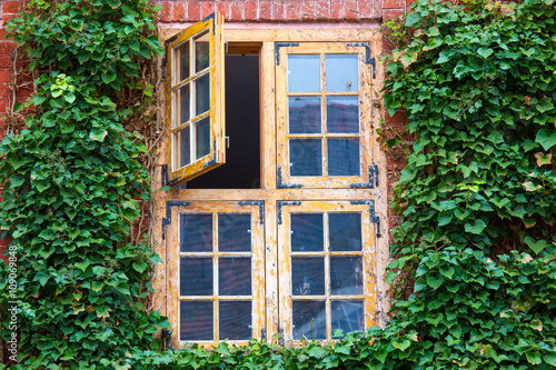 Eine efeubewachsene Backsteinfassade mit einem Holzrahmenfenster