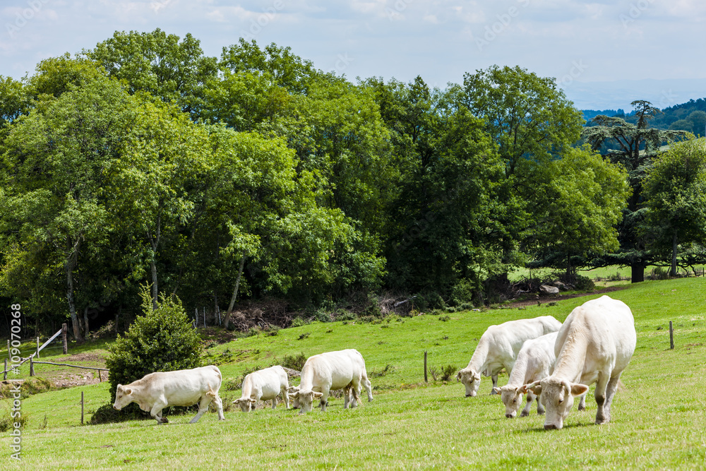 Fototapeta premium herd of cows, Rhone-Alpes, France