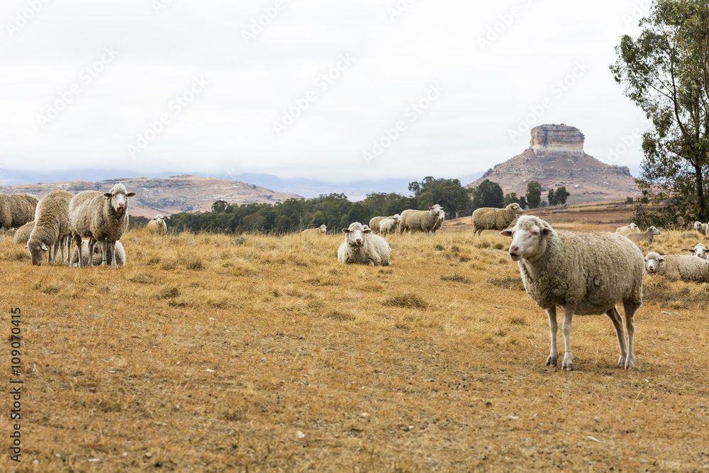 Obraz premium Sheep resting in the veld