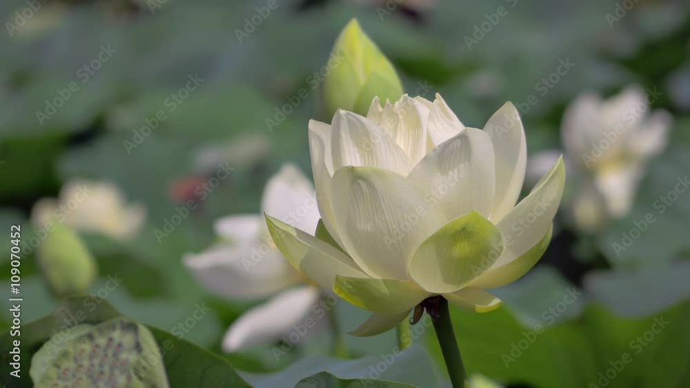 Lotus Flower