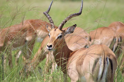 A male impala and his herd in Savuti, Botswana