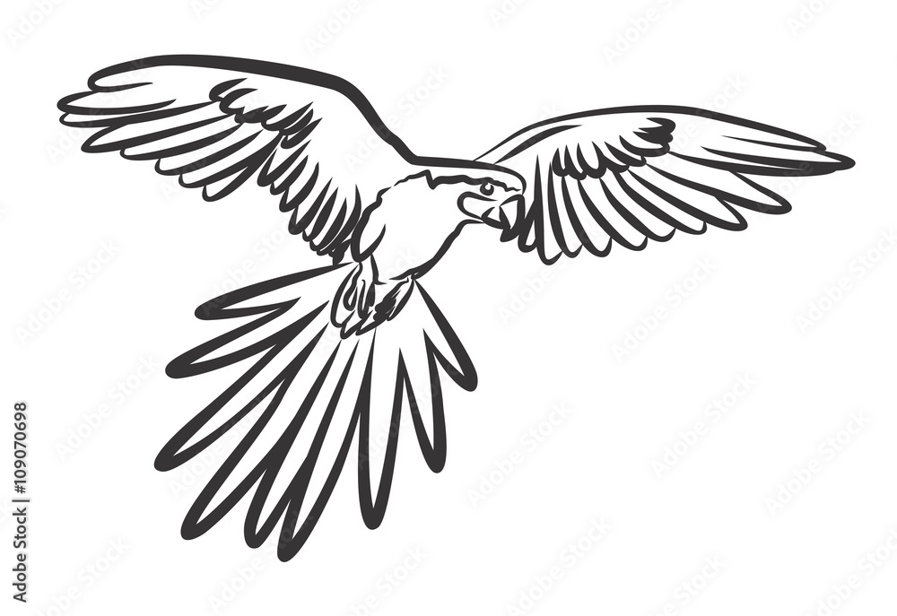 Fototapeta premium the Flying parrot.