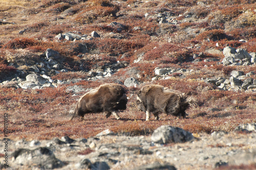 Musk Ox Duel - Greenland