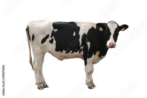 Schwarz weiße Kuh, vor weißem Hintergrund freigestellt