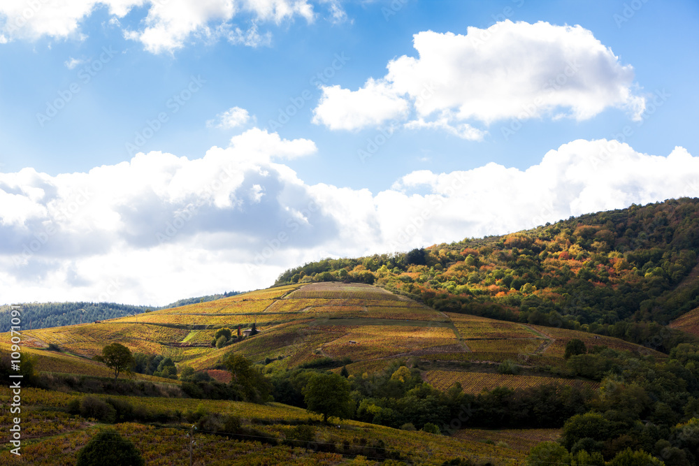 vineyards near Odenas, Beaujolais, Rhone-Alpes, France vineyards near Odenas, Beaujolais, Rhone-Alpes, France
