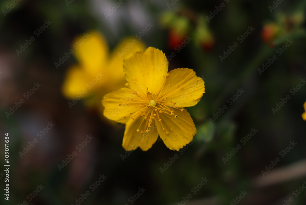Close-up of fragile yellow flower Close-up of fragile yellow flower