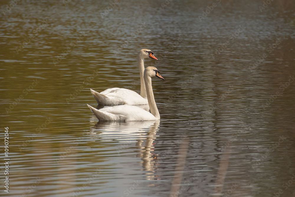 couple of Two white beautiful Swans swimming on the lake couple of Two white beautiful Swans swimming on the lake