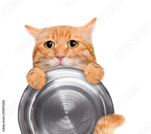 Fototapeta Naklejka Na Ścianę i Meble -  Hungry cat holding food bowl , isolated on white background.