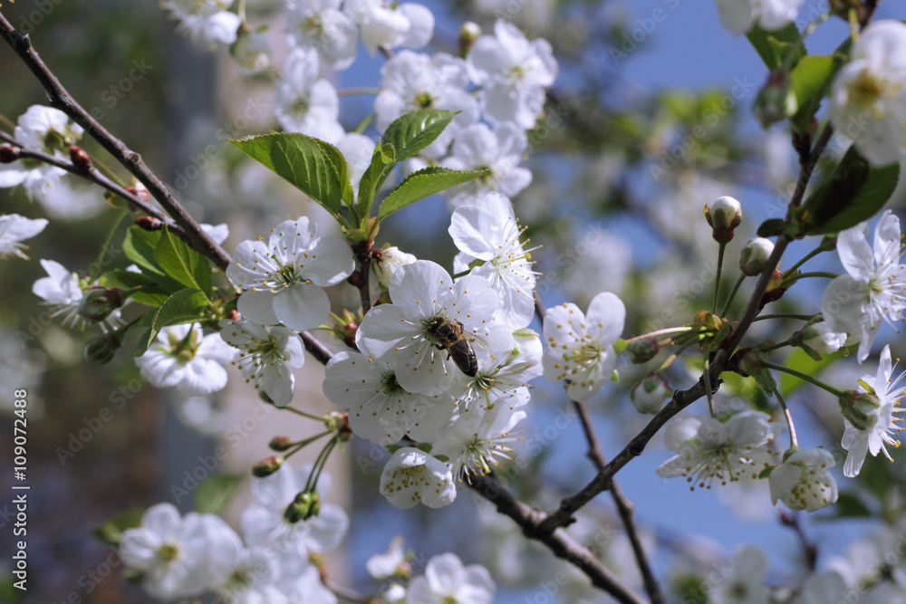A bee on the white cherry blossom A bee on the white cherry blossom
