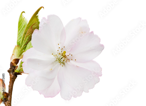 Isolated white cherry blossom