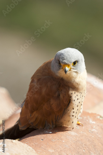 A male lesser kestrel on a roof. Extremadura  Spain .