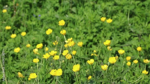 Meadow of Marsh marigold buttercup in spring