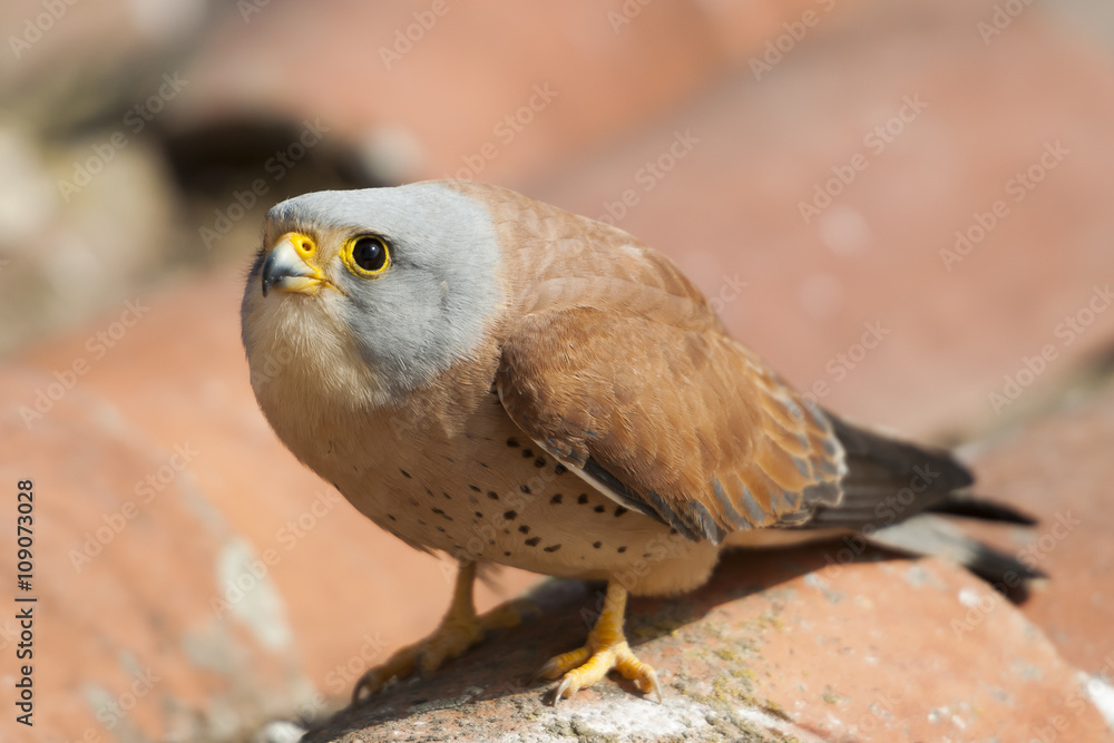 Fototapeta premium A male lesser kestrel on a roof. Extremadura (Spain).