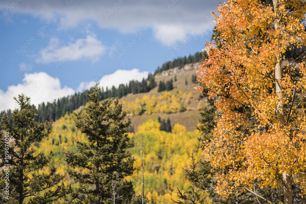 Golden Aspen Forest in the San Juan Mountains in Colorado Golden Aspen Forest in the San Juan Mountains in Colorado