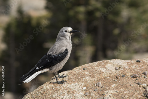 Clark's nutcracker bird standing on the edge of a cliff at Rocky mountains, Colorado, USA.