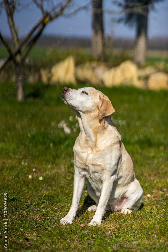 labrador retriever sitting outdoors and enjoying the sun