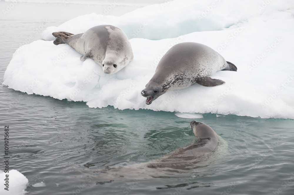 Obraz premium Crabeater seals on the ice.