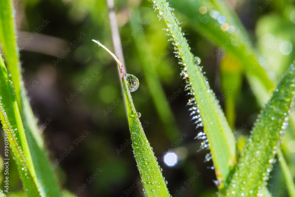 green grass closeup with dew drops green grass closeup with dew drops